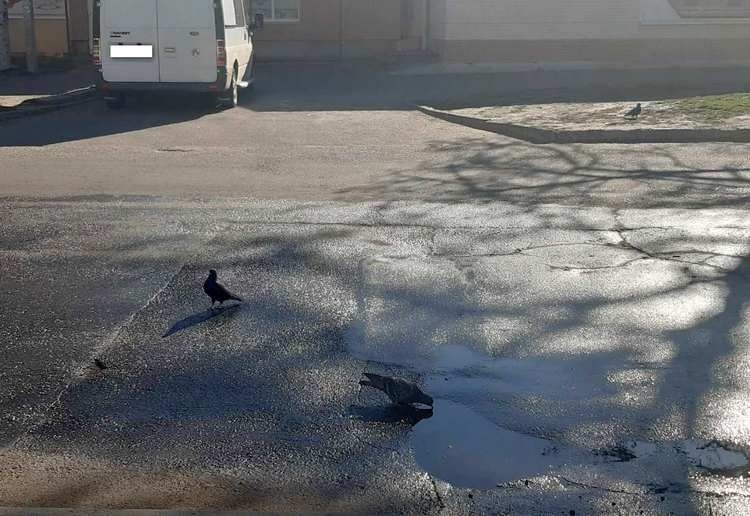 Голуби не нехтують розчином для дезінфекції