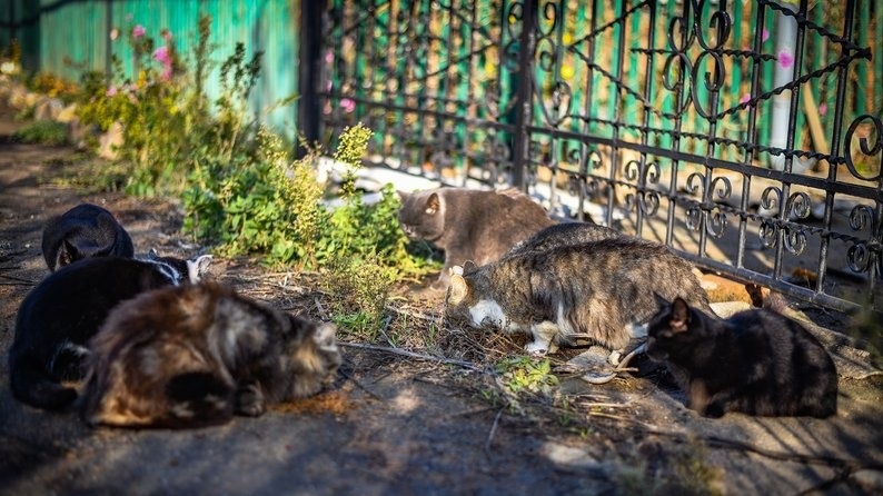 Коти, яких доглядає подружжя Лисенків.