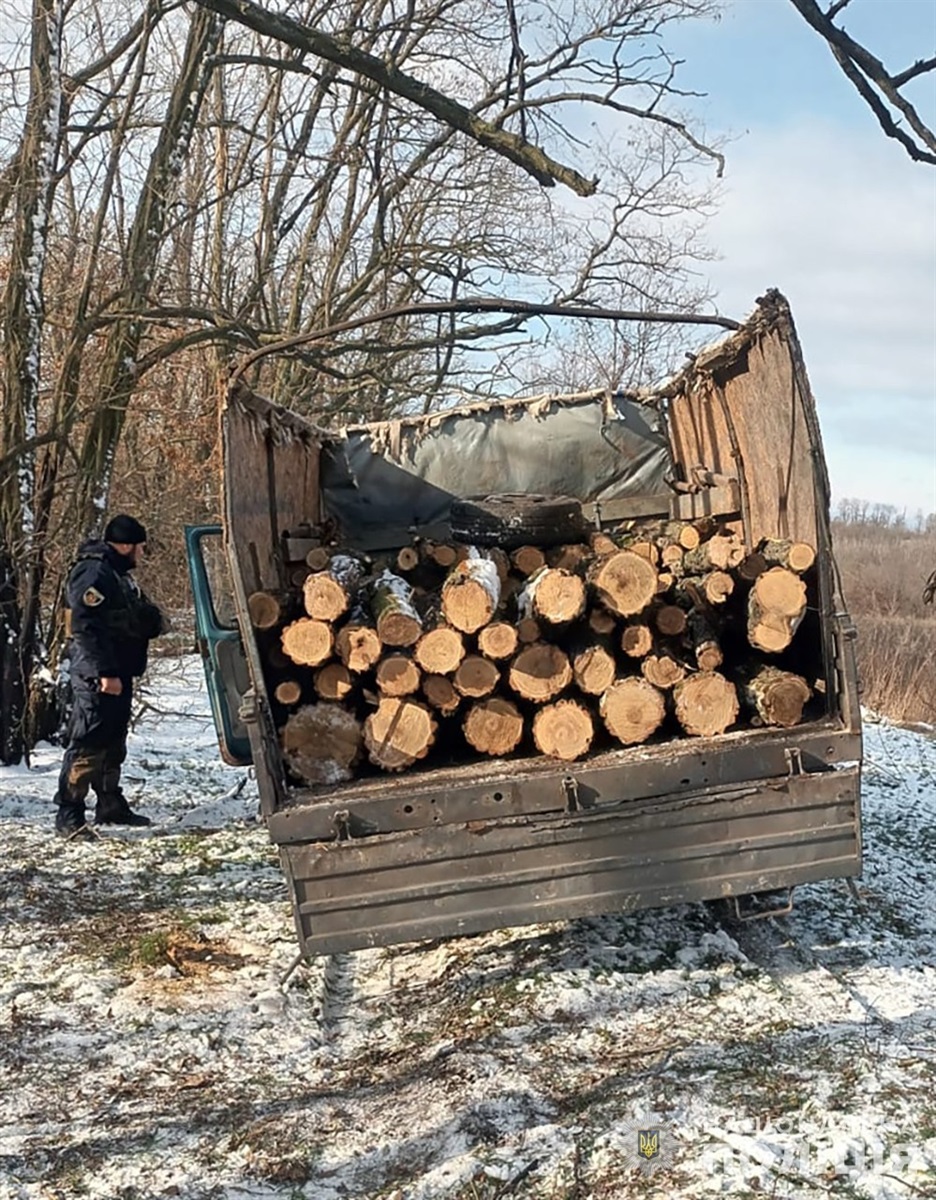 Зрублений ліс